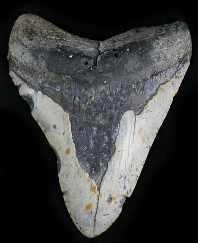 Bargain Megalodon Tooth - North Carolina #28493